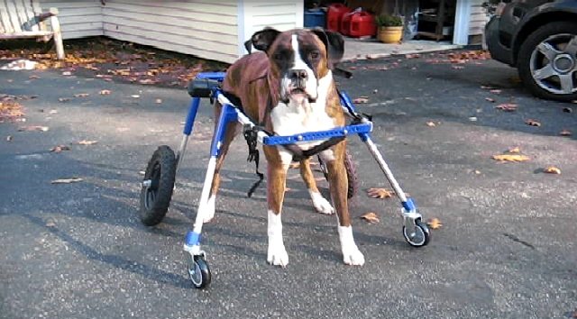 Buster in Walkin' Wheels Wheelchair