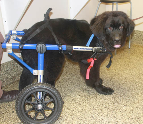 Maddie in Walkin' Wheels Dog Wheelchair