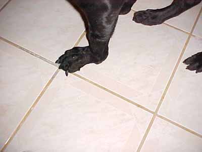 Ankylosis of the Canine Carpal Joints