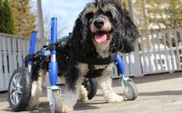 Walkin' Wheels Full Support/4-Wheel Wheelchairs