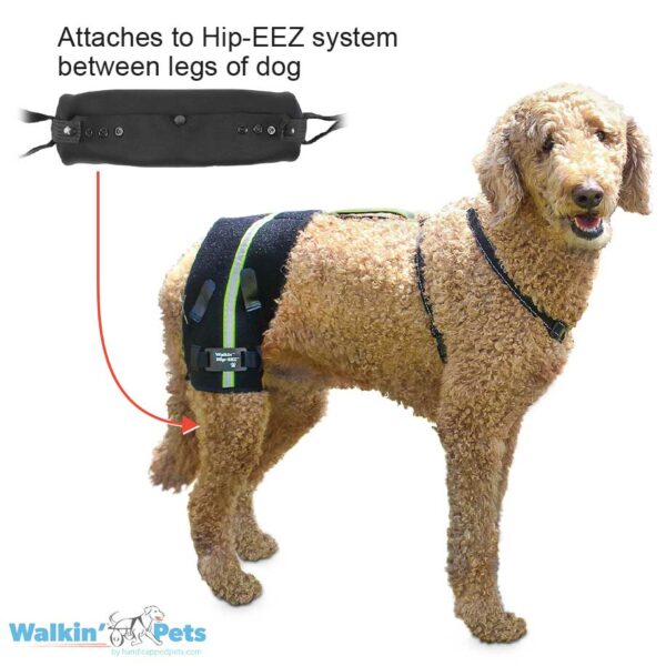 hind leg crossing solution for dogs