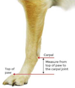 canine knuckling paw measurement