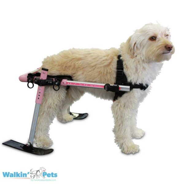 Lola on Walkin' Wheels Dog Wheelchair w/Ski Attachment