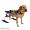 Thor on Walkin' Wheels Dog Wheelchair w/Ski Attachment