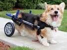 corgi rear wheelchair