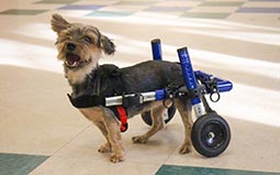 Walkin' Wheels Rear Dog Wheelchairs