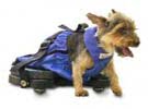small dog mobility scooter