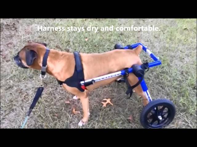 Walkin Wheels Dog Wheelchair Bathroom Break