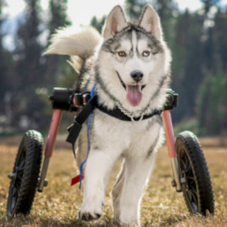 Walkin' Wheels Wheelchair