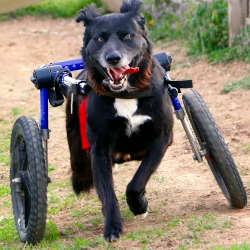 Five Things You Must Know Before Buying a Dog Wheelchair Resource Guide