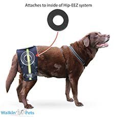 Walkin' Hip-EEZ Support System