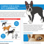 cataracts resource guide thumbnail