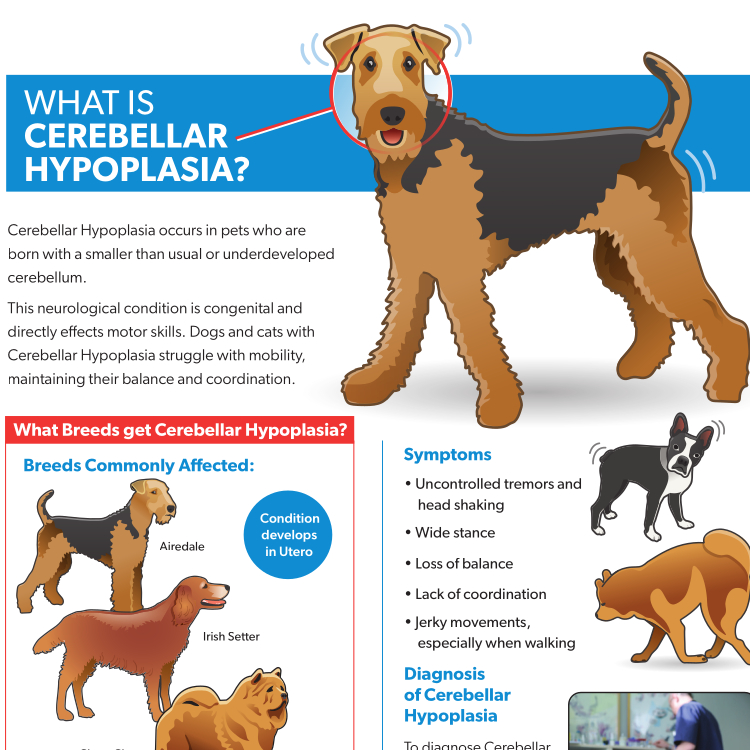 Cerebellar Hypoplasia Resource Guide Preview