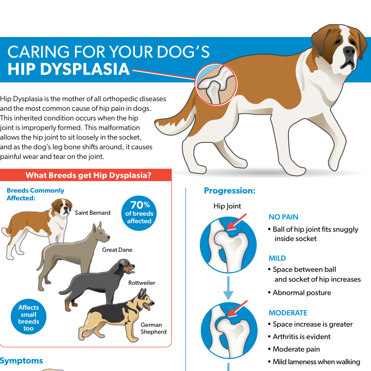 Hip Dysplasia Resource Guide Preview
