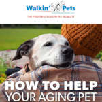 How to Help Your Aging Pet Thumbnail