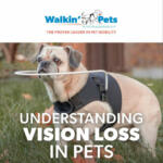 Understanding Vision Loss in Pets E-Book
