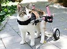 cat rear wheelchair