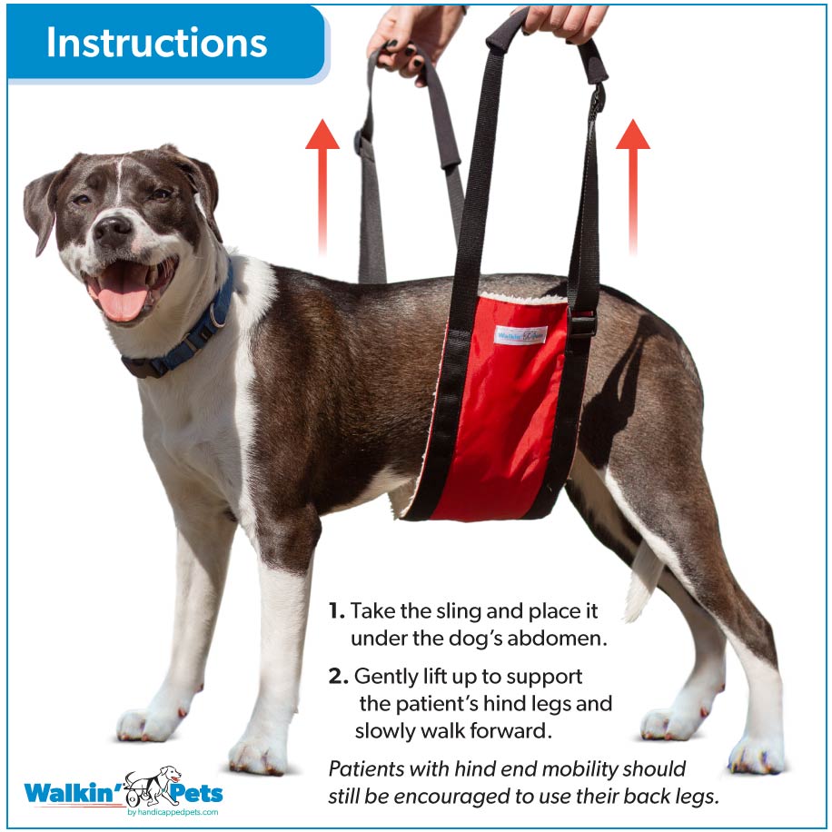 vet sling instructions