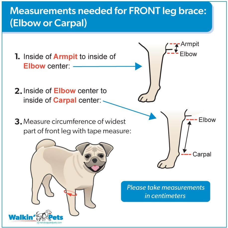 Measuring Front Leg
