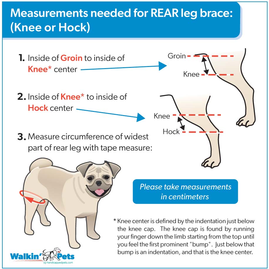 Measuring Rear Leg