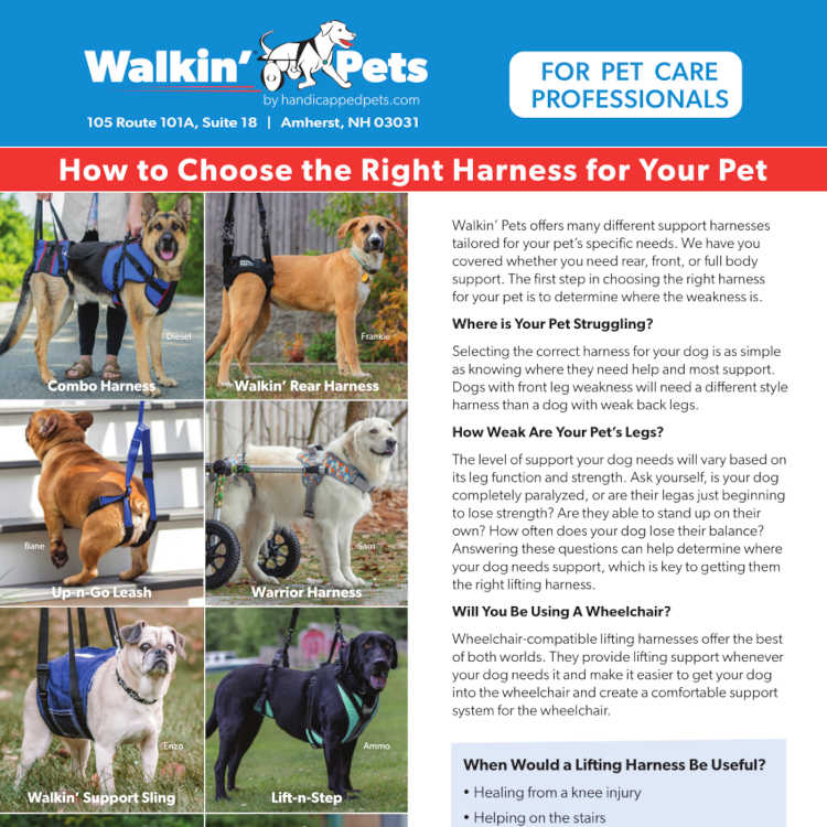How to Choose the Right Harness Preview